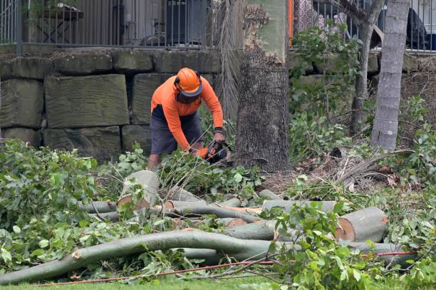 Commerce, GA Tree Removal Company